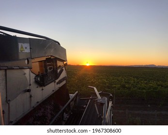 Hawkes Bay Vineyard Harvest Sunrise