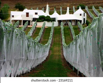 Hawkes Bay Vineyard In New Zealand