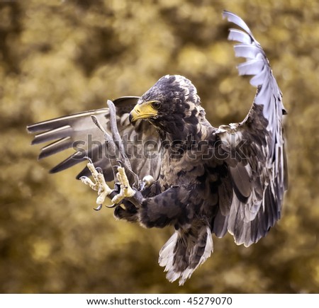 Hawk's  attack