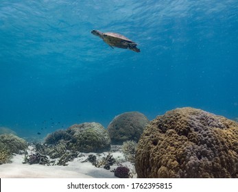 Hawks Bill Turtle On The Reef