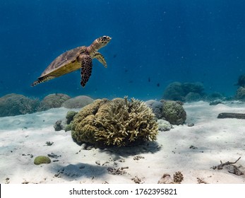 Hawks Bill Turtle On The Reef