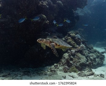 Hawks Bill Turtle On The Reef