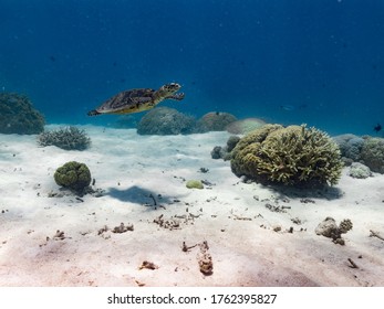 Hawks Bill Turtle On The Reef