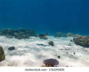 Hawks Bill Turtle On The Reef