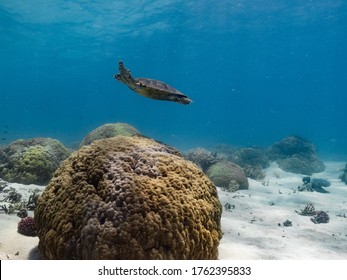 Hawks Bill Turtle On The Reef