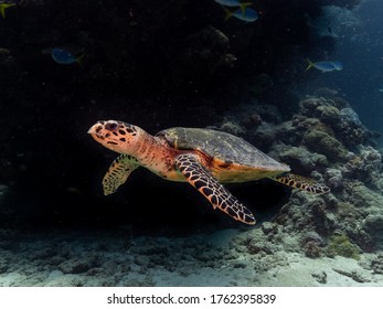 Hawks Bill Turtle On The Reef