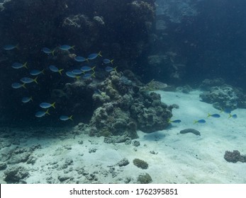 Hawks Bill Turtle On The Reef