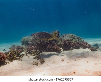 Hawks Bill Turtle On The Reef