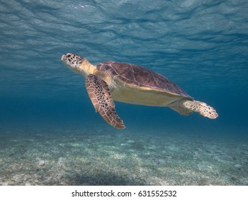 Hawks Bill Turtle Over Seagrass