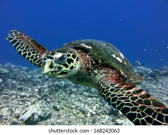 Hawks Bill Turtle, Scuba Diving Tahiti