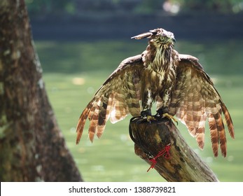 Imagenes Fotos De Stock Y Vectores Sobre Standing Hawk Shutterstock