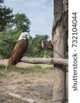 Hawks on the branches of the tree.