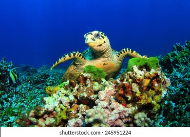 Hawksbill Sea Turtle