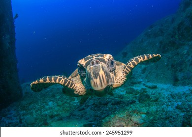 Hawksbill Sea Turtle