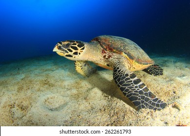 Hawksbill Sea Turtle