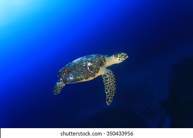 Hawksbill Sea Turtle Arkivfotografi