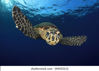 Hawksbill Sea Turtle