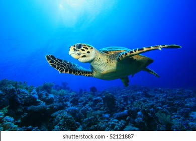 Hawksbill Sea Turtle