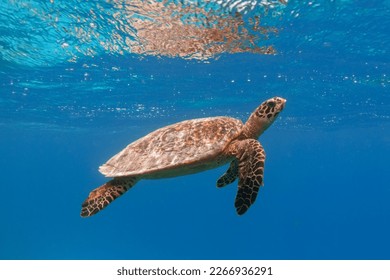 Hawksbill sea turtle in the blue ocean underwater - Shutterstock ID 2266936291