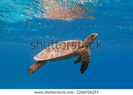 Hawksbill sea turtle in the blue ocean underwater