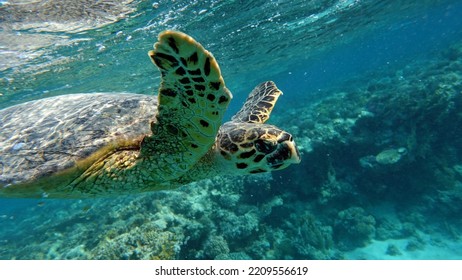 Hawksbill sea turtle (CR species) Hawksbill Turtle - Eretmochelys imbricata. - Shutterstock ID 2209556619