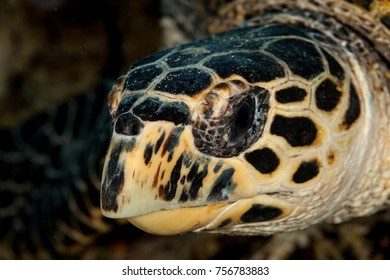 Hawksbill Turtle Close Head Stock Photo (edit Now) 151796936