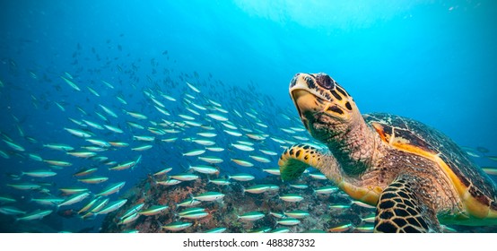 Hawksbill Sea Turtle flowing in Indian ocean, flock of fish on background