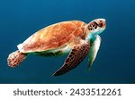 Hawksbill Sea Turtle Free in the Ocean Deep Sea Turtle Marine Life Blue Ocean