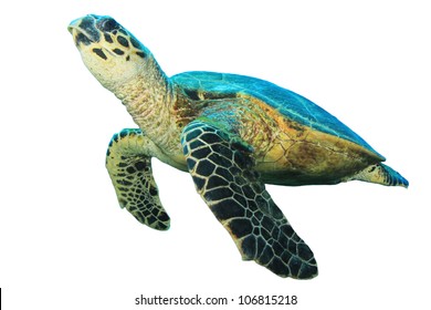 Hawksbill Sea Turtle isolated on white background