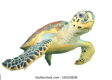 11,417 Hawksbill sea turtle Images, Stock Photos & Vectors | Shutterstock