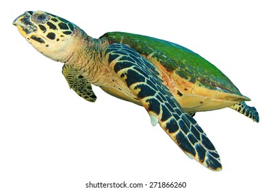 Hawksbill Sea Turtle Isolated On White Stock Photo 248720179 | Shutterstock