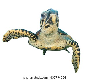 86,025 Turtle on white Images, Stock Photos & Vectors | Shutterstock