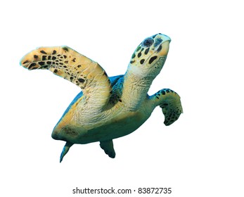 11,417 Hawksbill sea turtle Images, Stock Photos & Vectors | Shutterstock