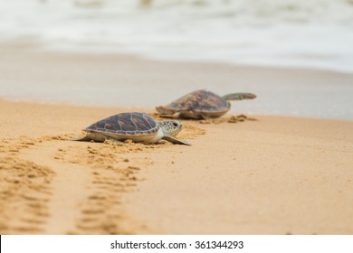 Hawksbill sea turtle on the beach, Thailand.