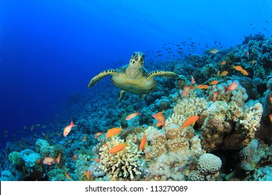 Hawksbill Sea Turtle On Coral Reef In The Red Sea