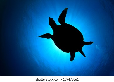 Hawksbill Sea Turtle silhouette against sun