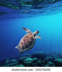 Hawksbill Sea Turtle  Swiming In Underwater