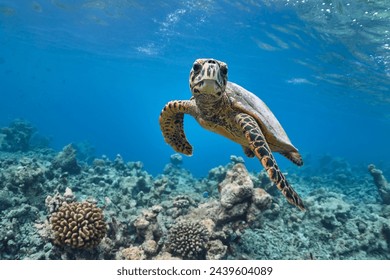 Hawksbill sea turtle swimming in blue lagoon - Powered by Shutterstock