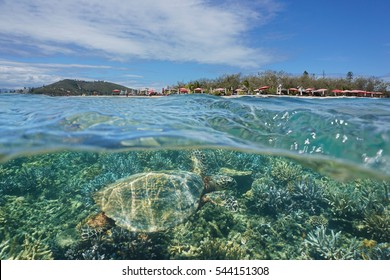 A Hawksbill Sea Turtle Underwater And Islet Canard Over The Water Split By Waterline, New Caledonia, Noumea, South Pacific Ocean