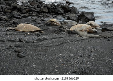 Hawksbill Sea Turtles Or Eretmochelys Imbricata Emerging From Ocean Onto Black Sand Beach