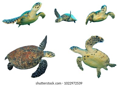 Hawksbill Sea Turtles isolated on white background