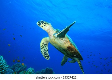 Hawksbill Turtle - Shutterstock ID 35327422