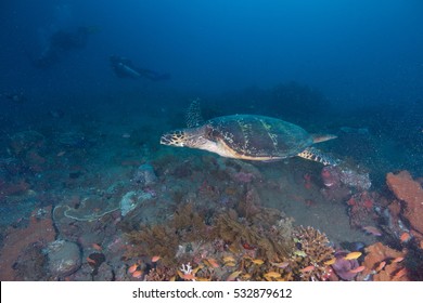 Hawksbill turtle