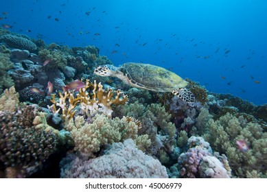Hawksbill turtle (Eretmochelys imbricata), Endangered, Wide angle, side view, of a juvenile female swimming over the coral reef. Jackson Reef, Straits of Tiran, Gulf of Aqaba, Red Sea, Egypt.