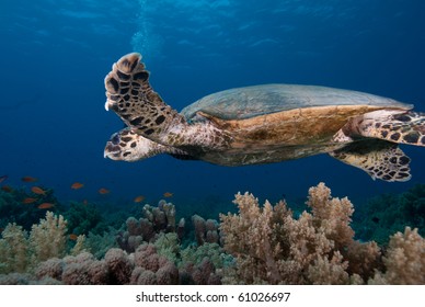 Hawksbill turtle (Eretmochelys imbricata), Endangered, swimming over the coral reef. Ras Mohammed national park. Red Sea, Egypt.