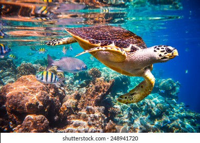 Hawksbill Turtle    Eretmochelys imbricata floats under water  Maldives Indian Ocean coral reef 