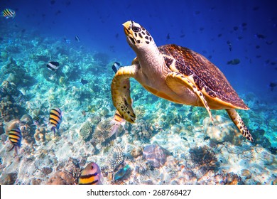 6,397 Turtle Maldives Images, Stock Photos & Vectors | Shutterstock