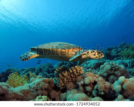                               Hawksbill turtle Eretmochelys imbricata gliding over a beautiful coral reef 