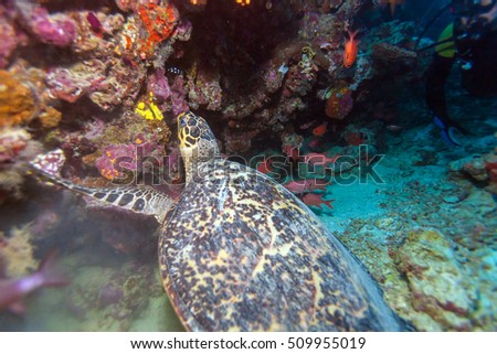 The hawksbill turtle (Eretmochelys imbricata) swimming near coral reef, Maldives