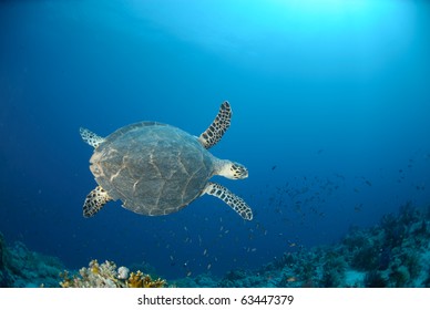 Hawksbill turtle (eretmochelys imbricata) Top view of animal swimming above coral reef . Red Sea, Egypt.